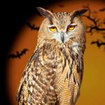 Risposta OWL
