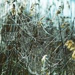 Réponse SPIDERS WEB