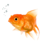 100 pics F IS FOR...