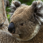 100 pics K is for...