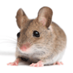 100 pics M is for...