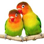 Risposta LOVEBIRDS