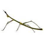 Lösung STICK INSECT