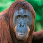 100 pics O is for...