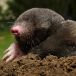 100 pics UNDERGROUND