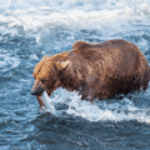 100 pics US Wildlife