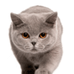 100 pics C IS FOR...